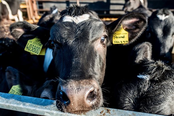 Cows at Wheatacre